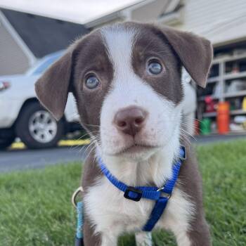 Briar -  Australian Cattle Dog Blue Heeler and Australian Shepherd Dog for Adoption in Grayslake, Illinois - Briar | PetCurious