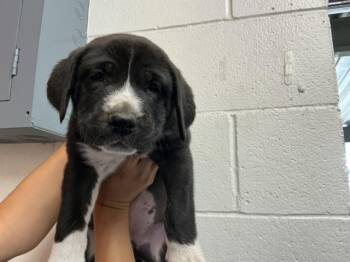 KIERAN -  Bernese Mountain Dog and Mixed Breed Dog for Adoption in San Bernardino, California - KIERAN | PetCurious