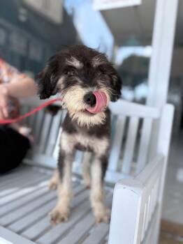 Mr. Smiling Skippy -  Schnauzer and Terrier Dog for Adoption in Ridgefield, Washington - Mr. Smiling Skippy | PetCurious