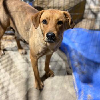 Goldie -  Labrador Retriever and Mixed Breed Dog for Adoption in Fort Smith, Arkansas - Goldie | PetCurious