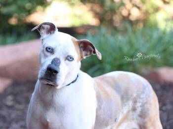 Boxer and Mixed Breed Dogs Available for Adoption in Omaha, Nebraska - RUSSIA | PetCurious