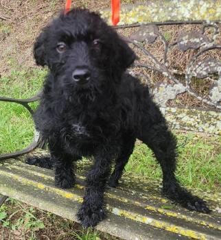 260781  Teeny -  Poodle and Rottweiler Dog for Adoption in Wetumpka, Alabama - 260781  Teeny | PetCurious