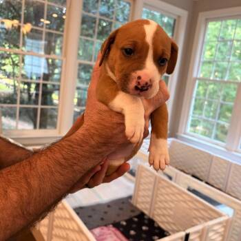 Border Collie and Pit Bull Terrier Dogs Available for Adoption in Durham, North Carolina - Snort | PetCurious