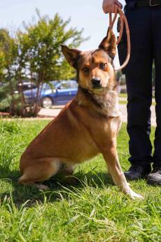 Sam -  Shepherd Dog for Adoption in Stillwater, Oklahoma - Sam | PetCurious