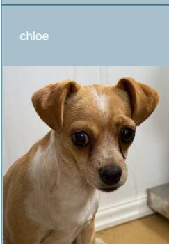 Lol-Chloe -  Chihuahua Dog for Adoption in Billings, Montana - Lol-Chloe | PetCurious