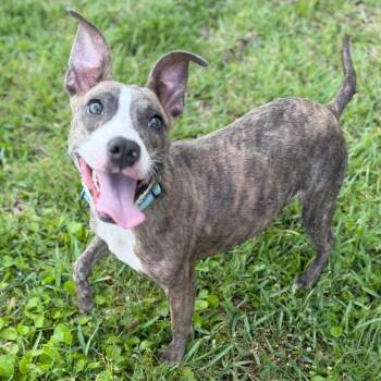 Pawdora -  Mixed Breed Dog for Adoption in Bradenton, Florida - Pawdora | PetCurious