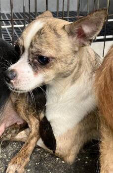 Mixed Breed Dogs Available for Adoption in Dallas, Texas - CHUCK | PetCurious