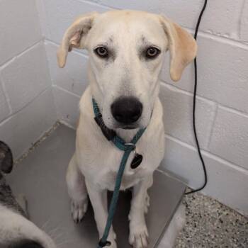 Izzie -  Labrador Retriever and Catahoula Leopard Dog Dog for Adoption in Hattiesburg, Mississippi - Izzie | PetCurious