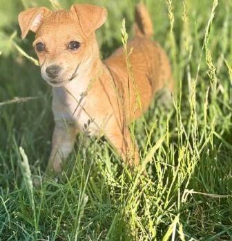 Chihuahua and Mixed Breed Dogs Available for Adoption in Henderson, Nevada - Mocha | PetCurious