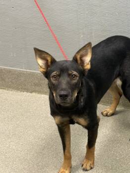 Rescue German Shepherd Dog Dogs for Adoption in Las Vegas, Nevada - TEQUILA | PetCurious