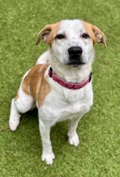 Rescue Mixed Breed Dogs for Adoption in Sandy Springs, Georgia - Gracie | PetCurious