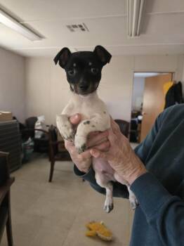 Rat Terrier Dogs Available for Adoption - Pipsqueak | PetCurious
