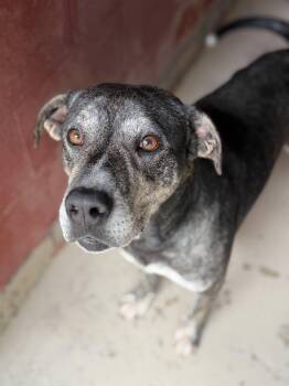 Cash -  Mixed Breed Dog for Adoption in Elberton, Georgia - Cash | PetCurious