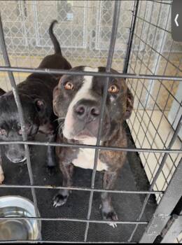 Tofu -  Pit Bull Terrier Dog Available for Adoption in Belton, Texas - Tofu | PetCurious