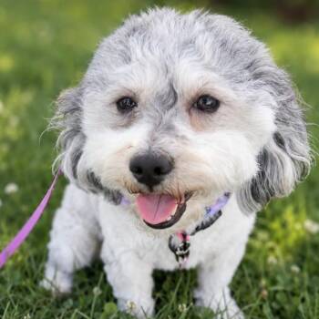 Vanity -  Maltese and Poodle Dog for Adoption in Philadelphia, Pennsylvania - Vanity | PetCurious