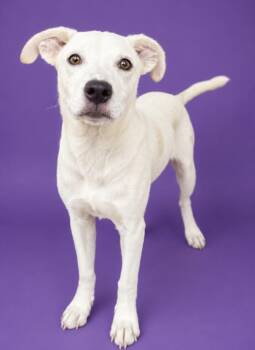 Chili -  Australian Shepherd and Labrador Retriever Dog for Adoption in Watertown, Connecticut - Chili | PetCurious