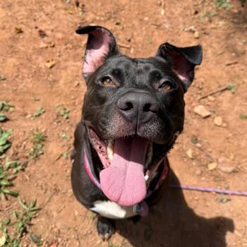 Handsome Britches -  American Staffordshire Terrier and Mixed Breed Dog for Adoption in Lynchburg, Virginia - Handsome Britches | PetCurious