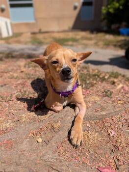 Potato Chip -  Chihuahua Dog for Adoption in Healdsburg, California - Potato Chip | PetCurious
