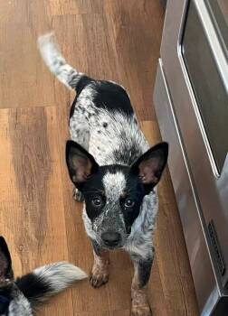 Lily -  Australian Cattle Dog Blue Heeler Dog for Adoption in Paso Robles, California - Lily | PetCurious