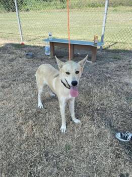 Rescue German Shepherd Dog and Mixed Breed Dogs for Adoption in Pasadena, Texas - ROBERT | PetCurious