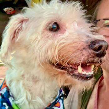 Rescue Glen Of Imaal Terrier Dogs for Adoption in Marana, Arizona - JAKE | PetCurious