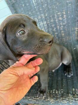 Briggs -  Labrador Retriever Dog for Adoption in Carmel Hamlet, New York - Briggs | PetCurious