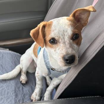 Mixed Breed Dogs Available for Adoption - Sweetie | PetCurious