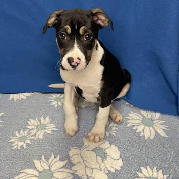 Pit Bull Terrier Dogs Available for Adoption in Lacon, Illinois - Phoenix | PetCurious