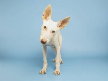 GOOSE -  German Shepherd Dog Dog for Adoption in Phoenix, Arizona - GOOSE | PetCurious