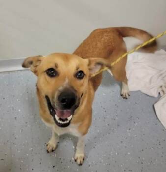 Rescue Labrador Retriever and Australian Cattle Dog Blue Heeler Dogs for Adoption in Williamsburg, Iowa - Nelson | PetCurious