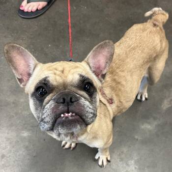 French Bulldog Dogs Available for Adoption in Tampa, Florida - Waldo | PetCurious