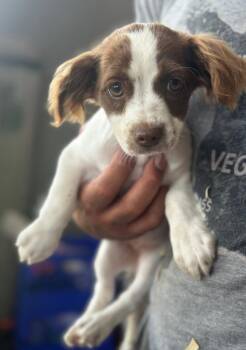 Poppy -  Chihuahua Dog for Adoption in Farmersville, Texas - Poppy | PetCurious