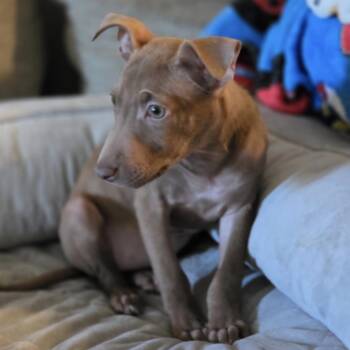 Aviva — Illinois location -  Mixed Breed Dog for Adoption in Atoka, Tennessee - Aviva — Illinois Location | PetCurious