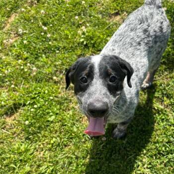 Pepper Jack -  Australian Cattle Dog Blue Heeler Dog for Adoption in Waynesboro, Pennsylvania - Pepper Jack | PetCurious