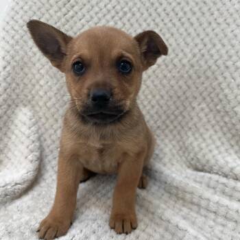 Carla -  Chihuahua and Chow Chow Dog for Adoption in Kanab, Utah - Carla | PetCurious