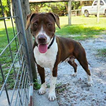 Bentley (In Training) -  Mixed Breed Dog for Adoption in Umatilla, Florida - Bentley (In Training) | PetCurious