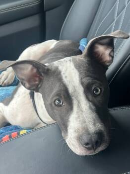 Rescue American Staffordshire Terrier Dogs for Adoption in Johnston, Iowa - Nova | PetCurious