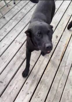Spruce -  Black Labrador Retriever Dog for Adoption in Woodstock, Ontario - Spruce | PetCurious