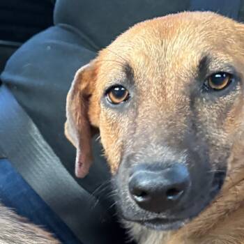Rescue Shepherd and Mixed Breed Dogs for Adoption in Guaynabo, Guaynabo - Guarionex | PetCurious