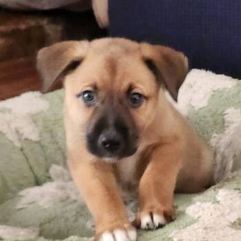 Kirstin Maldonado -  Australian Shepherd and Mixed Breed Dog for Adoption in Shorewood, Illinois - Kirstin Maldonado | PetCurious