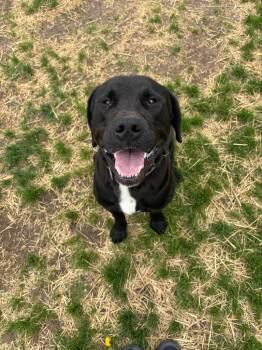 Labrador Retriever and Mastiff Dogs Available for Adoption in Wabash, Indiana - Pedro | PetCurious