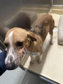 Treeing Walker Coonhound Dogs Available for Adoption - Stella | PetCurious