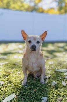 Rescue Chihuahua Dogs for Adoption in Cranston, Rhode Island - CHICKEN NUGGET | PetCurious