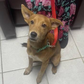Bambina -  Chihuahua Dog for Adoption in Savannah, Georgia - Bambina | PetCurious