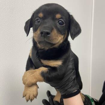 Terrier and Dachshund Dogs Available for Adoption in Abilene, Texas - Diego | PetCurious