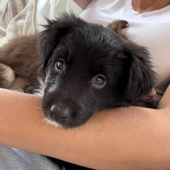 Australian Shepherd Dogs Available for Adoption - Twinkle | PetCurious