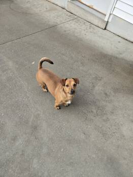 Dachshund Dogs Available for Adoption in Maquoketa, Iowa - Will | PetCurious