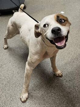 SUPRA -  Boxer and Mixed Breed Dog for Adoption - SUPRA | PetCurious