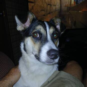 Lilo D12623 -  Border Collie Dog for Adoption - Lilo D12623 | PetCurious