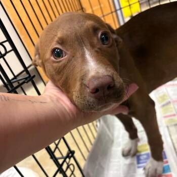 Retro - 061507U -  Terrier and Mixed Breed Dog for Adoption in Tupelo, Mississippi - Retro - 061507U | PetCurious
